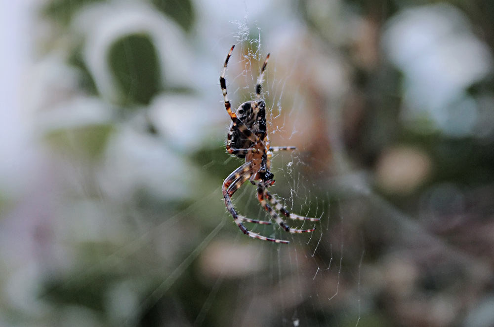 Spider & Pest Control Dunsborough