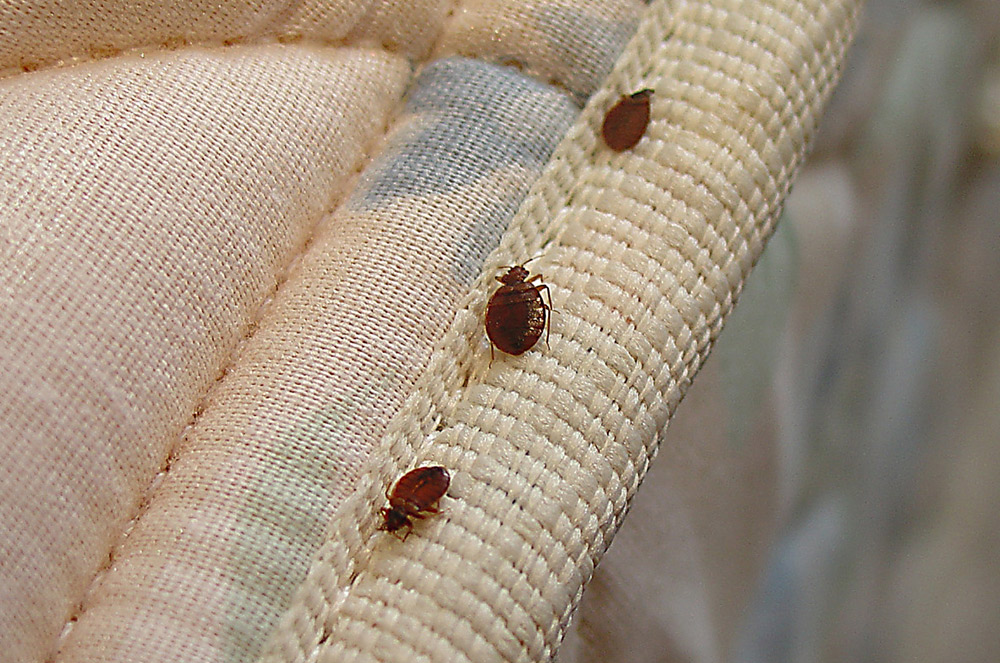 Bed Bug Pest control in Dunsborough & the South West