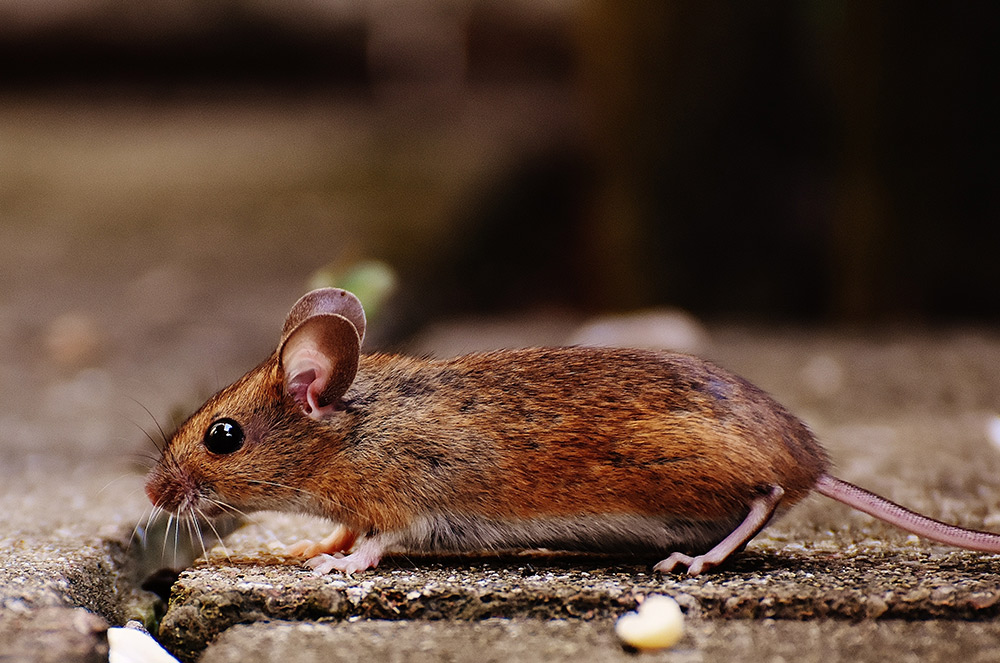 Rodent Pest Control Dunsborough