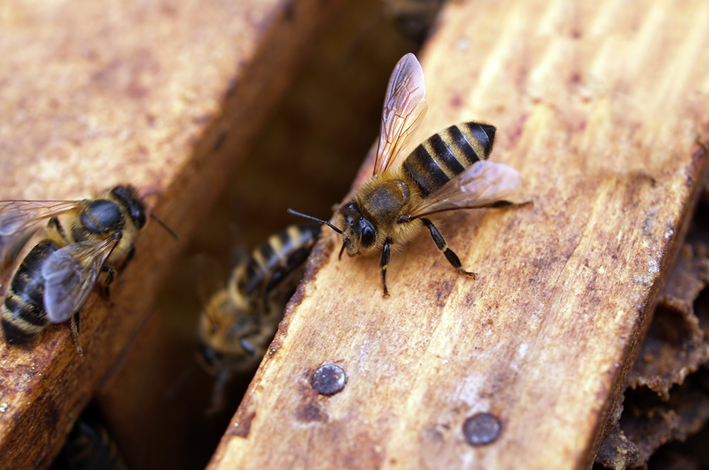 Bee & Wasp Pest Control Dunsborough