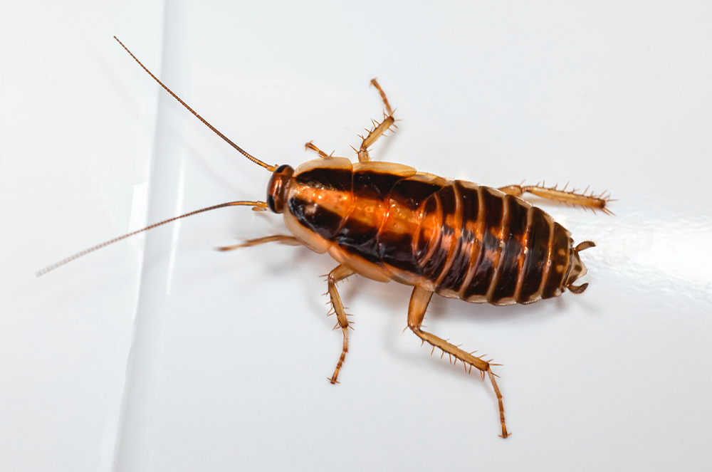 cockroach dunsborough