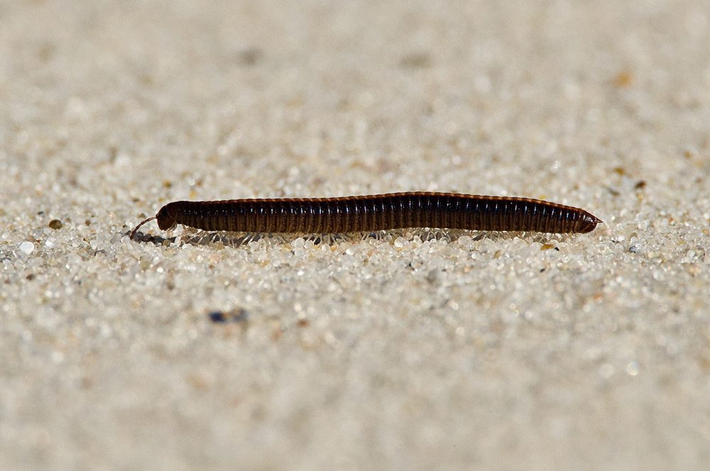 Millipedes Bug Pest Control