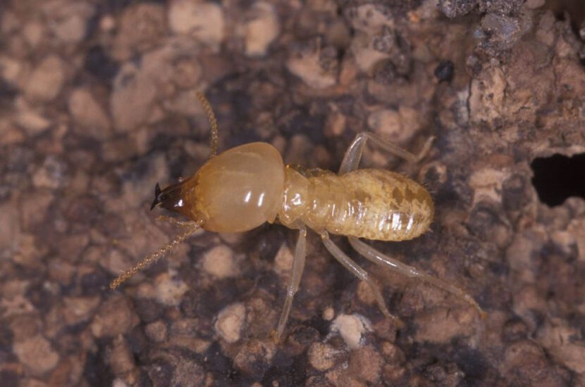 Best Termite Control in Dunsborough Bug Pest Control