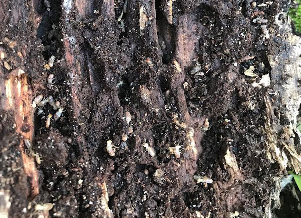 Superior Pest Control Solutions in Dunsborough & the South West