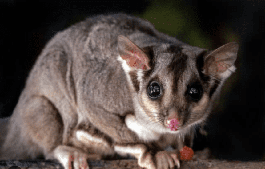 "Possum Management in Dunsborough & South West WA Bug Pest Control's